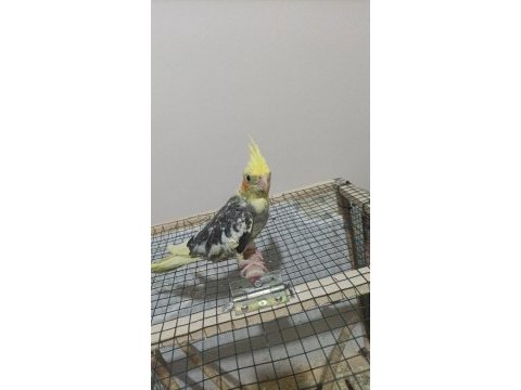 Ev üretimi 4 aylık sultan papağanı