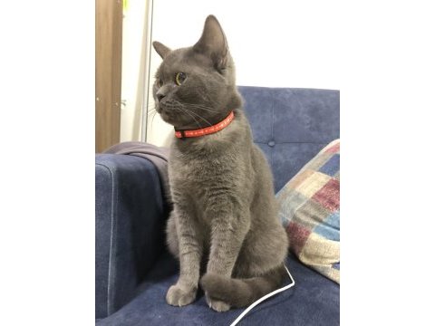 British shorthair dişi