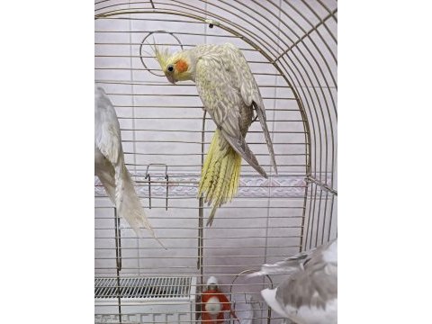 Yavru yetişkin her renk sultan papağanları