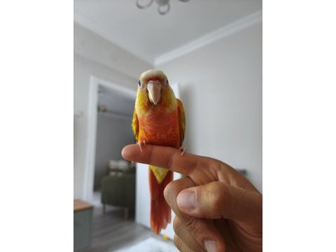 Yavru suncheek konur papağanı