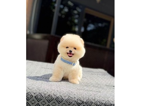 Sağlık ve ırk garantili pomeranian