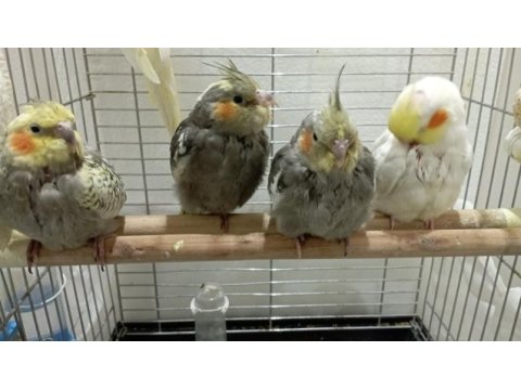 2 aylık bebiş sultan papağanlar