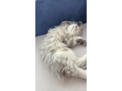 2.5 aylık erkek british longhair kedim