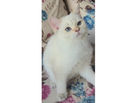 Golden british shorthair yavrular