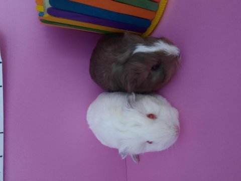Sheltie ginepig yavrularımız çift