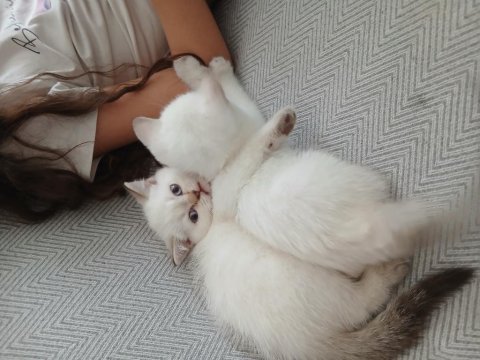 Safkan british shorthair dişi yavru