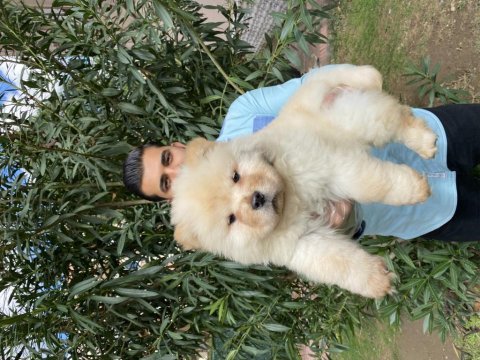 Üst kalite chow chow yavrularımız
