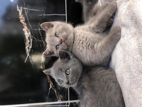 British shorthair erkek yavrular