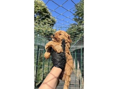 Köpeğimiz hakkında detaylı bilgi için arayın