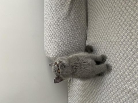 Yavru british shorthair