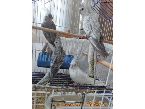 2 aylık sultan papağanı yavrular