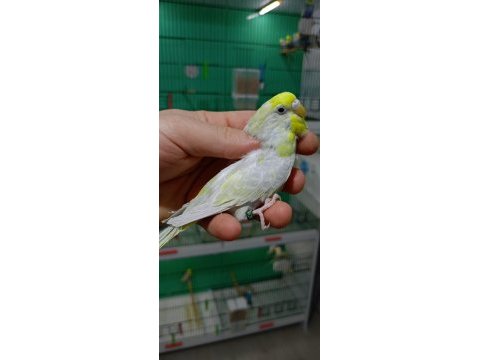Rainbow muhabbet kuşları