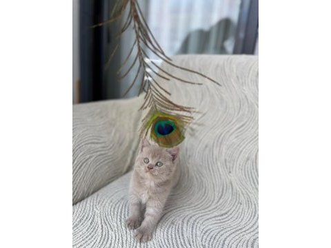 Gri british shorthair yavrular