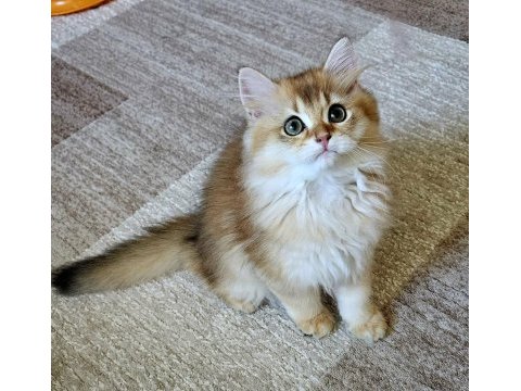 Golden british longhair bebeğimiz