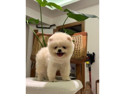 Teddy ayı surat pomeranian