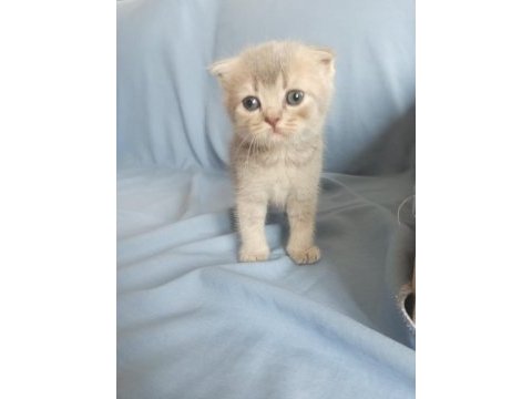 British shorthair / longhair ve scottish fold sahiplendirme