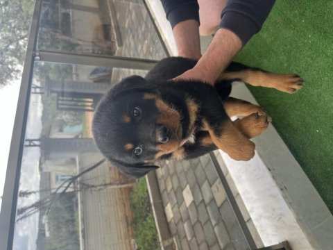 Macar rottweiler yavruları ırkının zirveleri