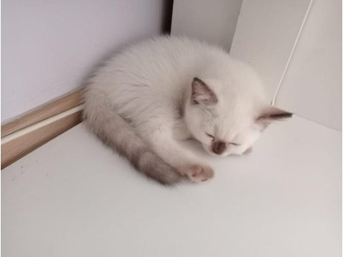 Yavru kediler yeni yuvalarını arıyor