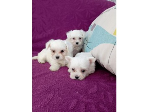 Orjinal maltese