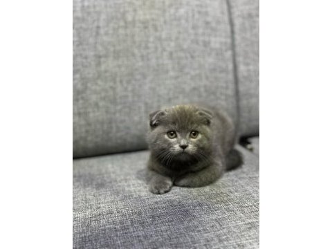 Ayı surat british shorthair yavru kedimiz