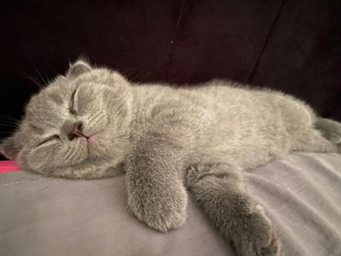 Scottish fold kızımız adı minnoş çipi var