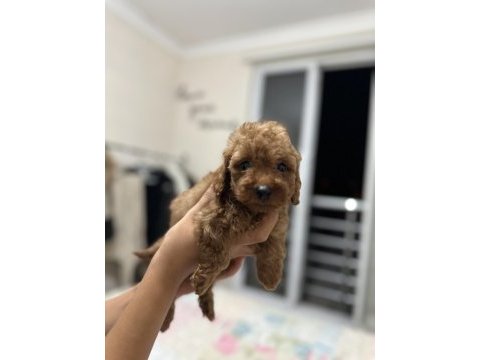Dark red brown toy poodle yavrumuz