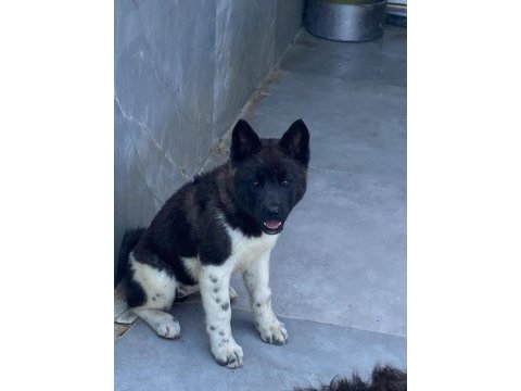 Akita cinsi yavrularımız
