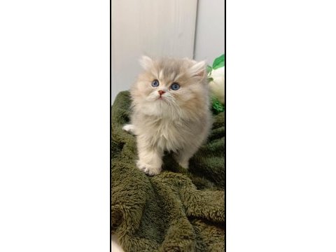 British longhair kedimiz