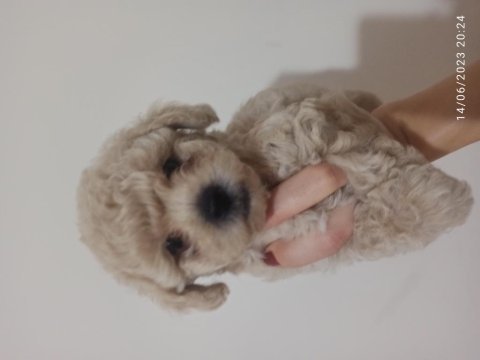 30 nisan doğumlu bebeklerim toy poodle