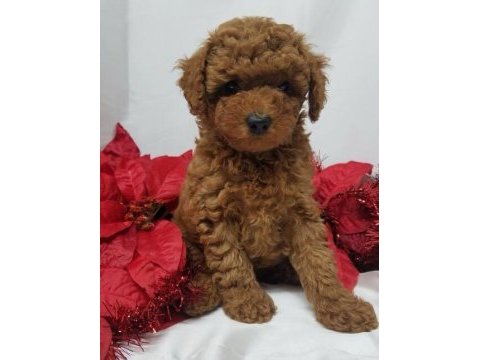 Safkan toy poodle köpekler