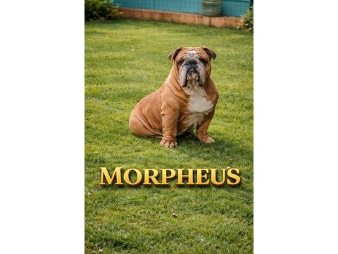 Tombiş bulldog bebekler