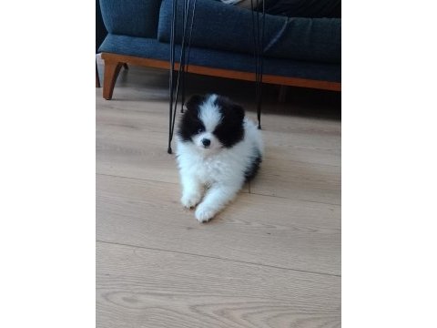 Pomeranian boo teacup yavrular