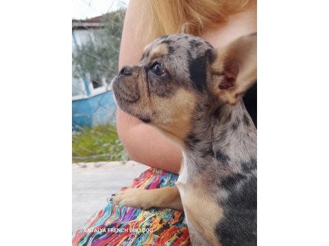 Merle tan dişi french bulldog