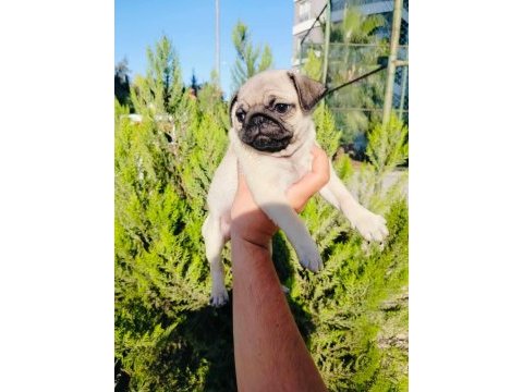 Pug mops yavruları