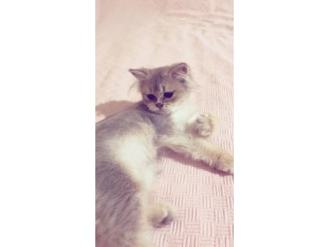 2 buçuk aylık british longhair bebek