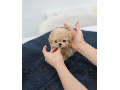 Karamel maltipoo
