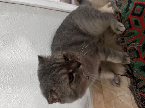 Scottish fold kedimi sahiplendiriyorum