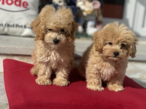Show kalite ziyarete açık maltipoo yavrularımız