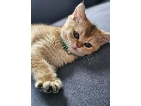 3.5 aylık erkek british shorthair golden