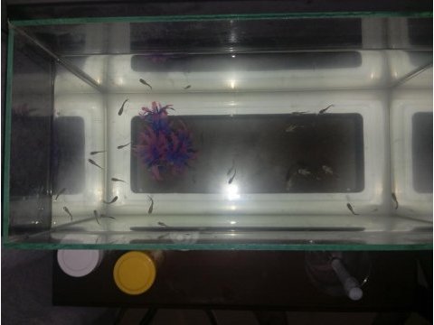 2 aylık halfblack lepistes balıklar