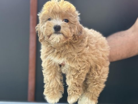 Petmod köpek çiftliğinden maltipoo yavrular