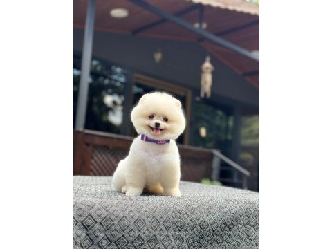 En tatlı pomeranian boo