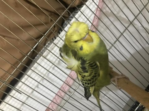Hatasız japones muhabbet kuşu yavruları