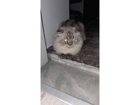 1,5 yasında scottish fold kedimiz