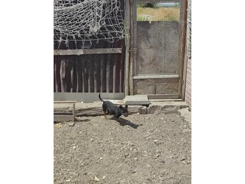 Dişi erkekli takım çok ufak olacaklar güzel köpekler