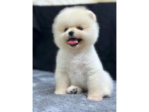 Pomeranian boo bebekleri