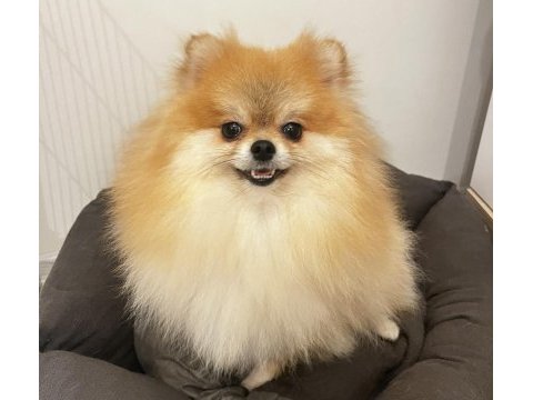 2 yaşında annelik tecrübeli pomeranian boo