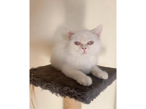 British shorthair erkek yavru