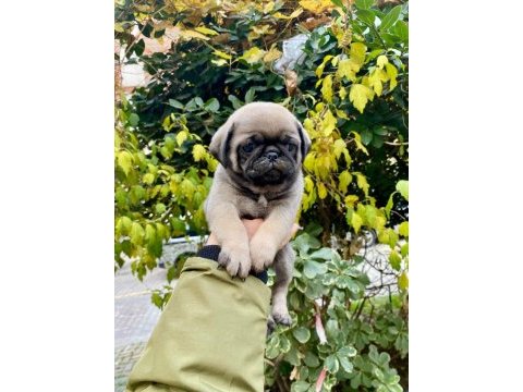 Irk garantili pug yavrularım