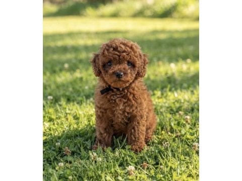 Süper kore toy poodle yavrularımız